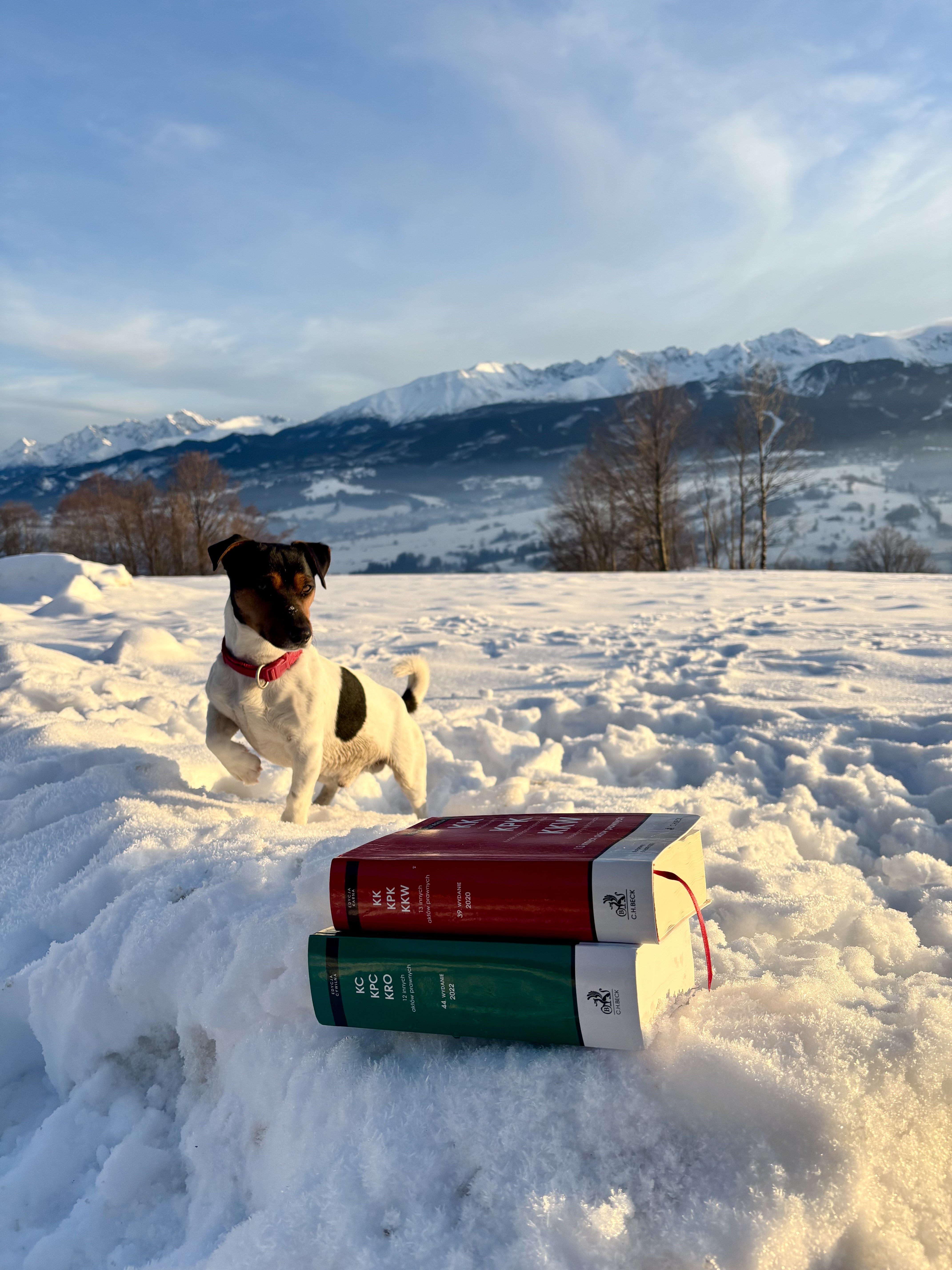 III miejsce radca prawny Renata Staszel Piesek zimą.jpeg